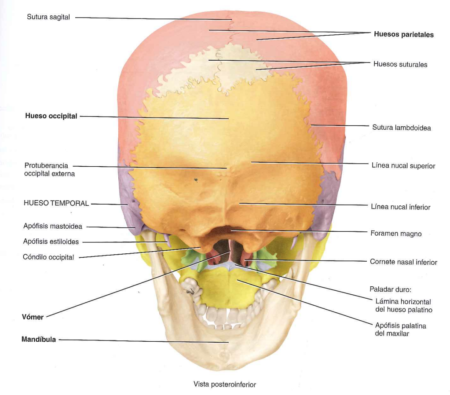 Explorando la Estructura y Función: Huesos del Cráneo