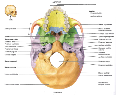 Explorando la Estructura y Función: Huesos del Cráneo