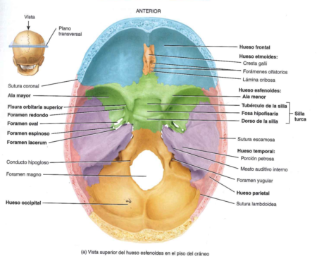 Explorando la Estructura y Función: Huesos del Cráneo