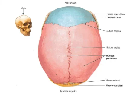 Explorando la Estructura y Función: Huesos del Cráneo