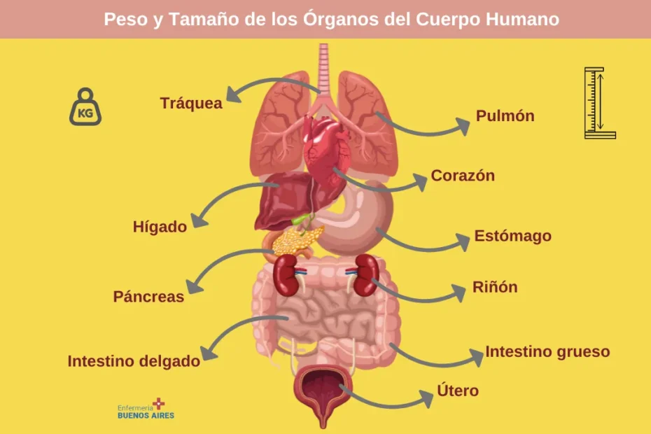 Peso y Tamaño de los Órganos