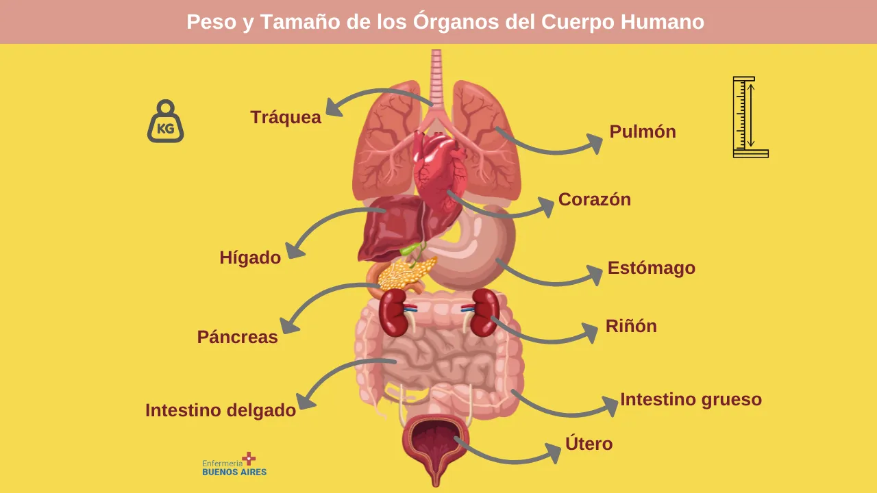 Peso y Tamaño de los Órganos