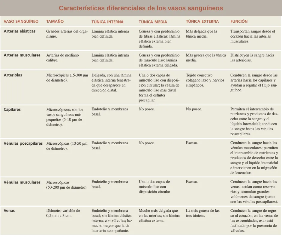 Revisión de vasos sanguíneos